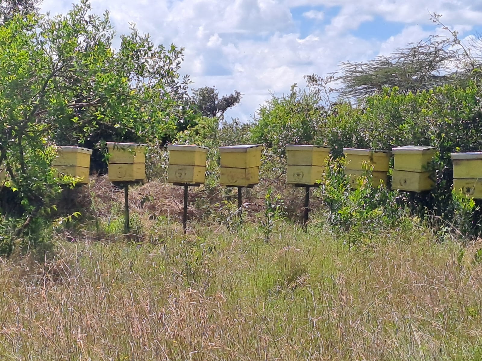 ENDOROIS BEE KEEPING
