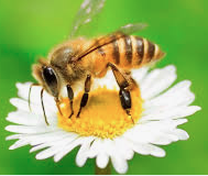 EIWEN BEEKEEPING PROJECT WITH SIEMENPUU