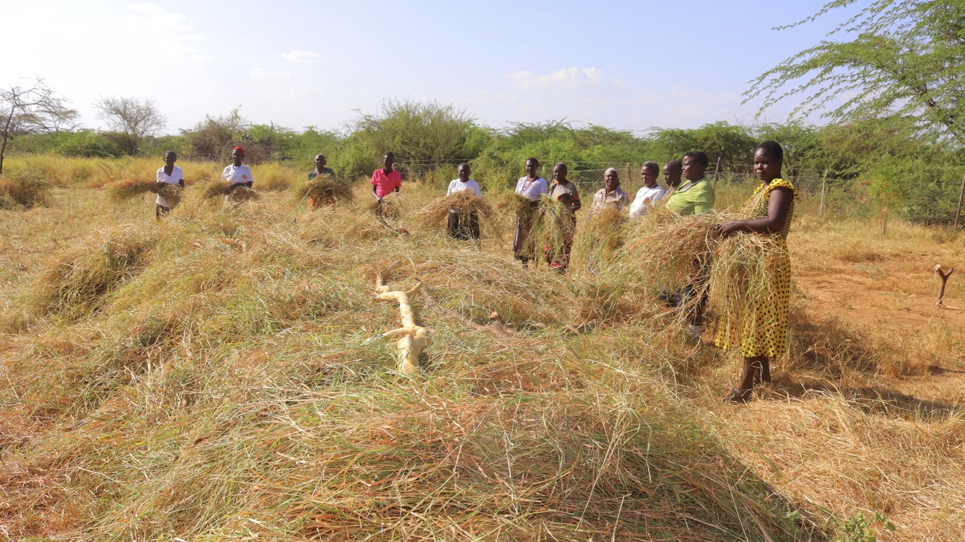 HARVESTING OF GRASS