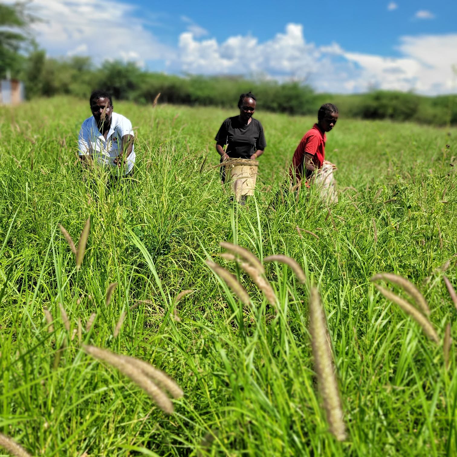 HARVESTING SEEDS ENDOROIS INDIGENOUS WOMEN HARVESTING INDIGENOUS GRASS